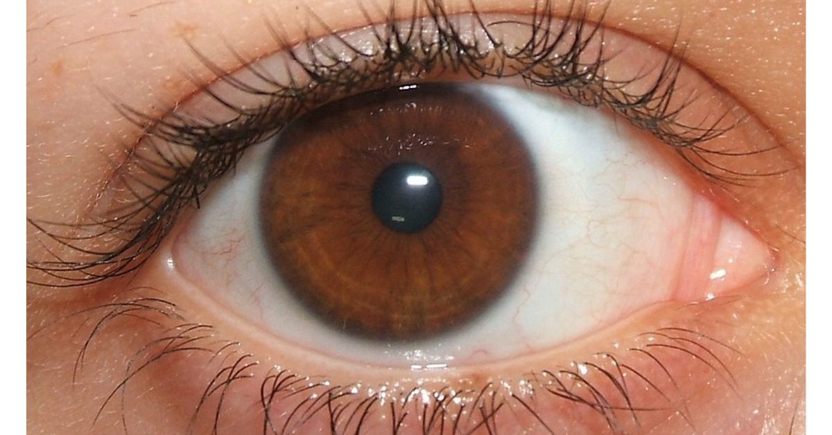 What Camera Lens is Closest to the Human Eye? 2024 Complete Guide